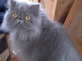 mark's cat vern